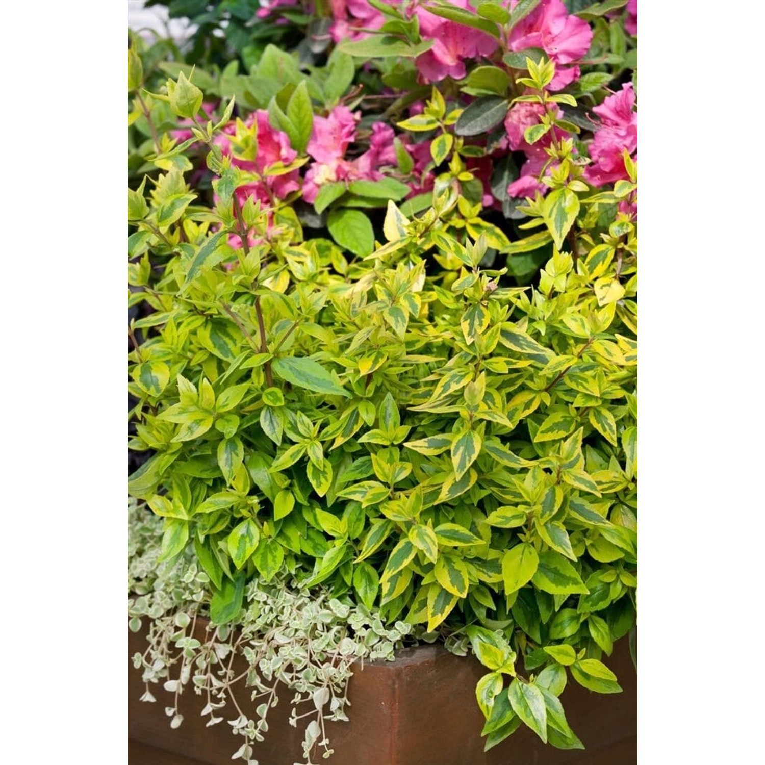 Abelia Kaleidoscope® Gelb-Grün Panaschiert 20–30 cm günstig online kaufen