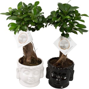 Zimmerbonsai: Ficus Ginseng im Keramiktopf (Ø 15cm) in Weiß und Schwarz.