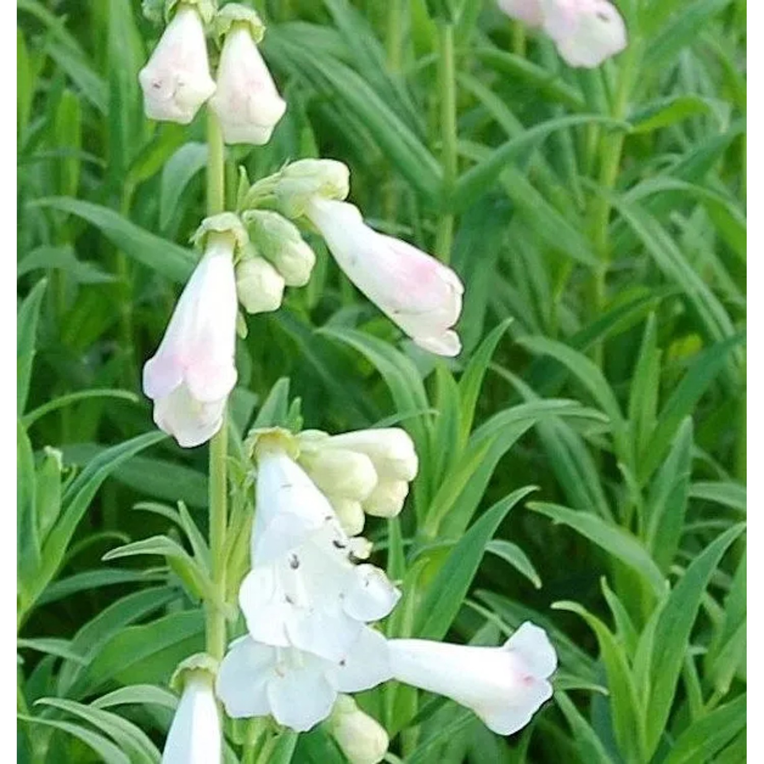 Bartfaden White Bedder - Penstemon Hybrid