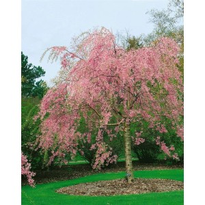 Hängekirsche 'Pendula Rubra' mit rosa Blüten und überhängenden Zweigen im Garten.
