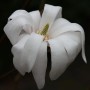 Nahaufnahme einer weißen Sternmagnolie (Magnolia stellata) Blüte.
