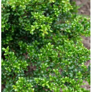 Nahaufnahme der Japanischen Stechpalme Ilex Green Hedge mit kleinen, grünen Blättern.