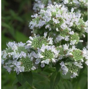 Amerikanische Bergminze (Pycnanthemum pilosum) mit weißen Blüten und lila Punkten, Nahaufnahme.