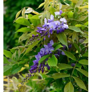 Chinesischer Blauregen 'Prolific' mit violetten Blüten und grünen Blättern.