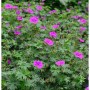 Dichter Storchenschnabel 'Laurence Flatman' mit leuchtend magentafarbenen Blüten und grünem Laub. Ideal für Stauden und Steingärten.