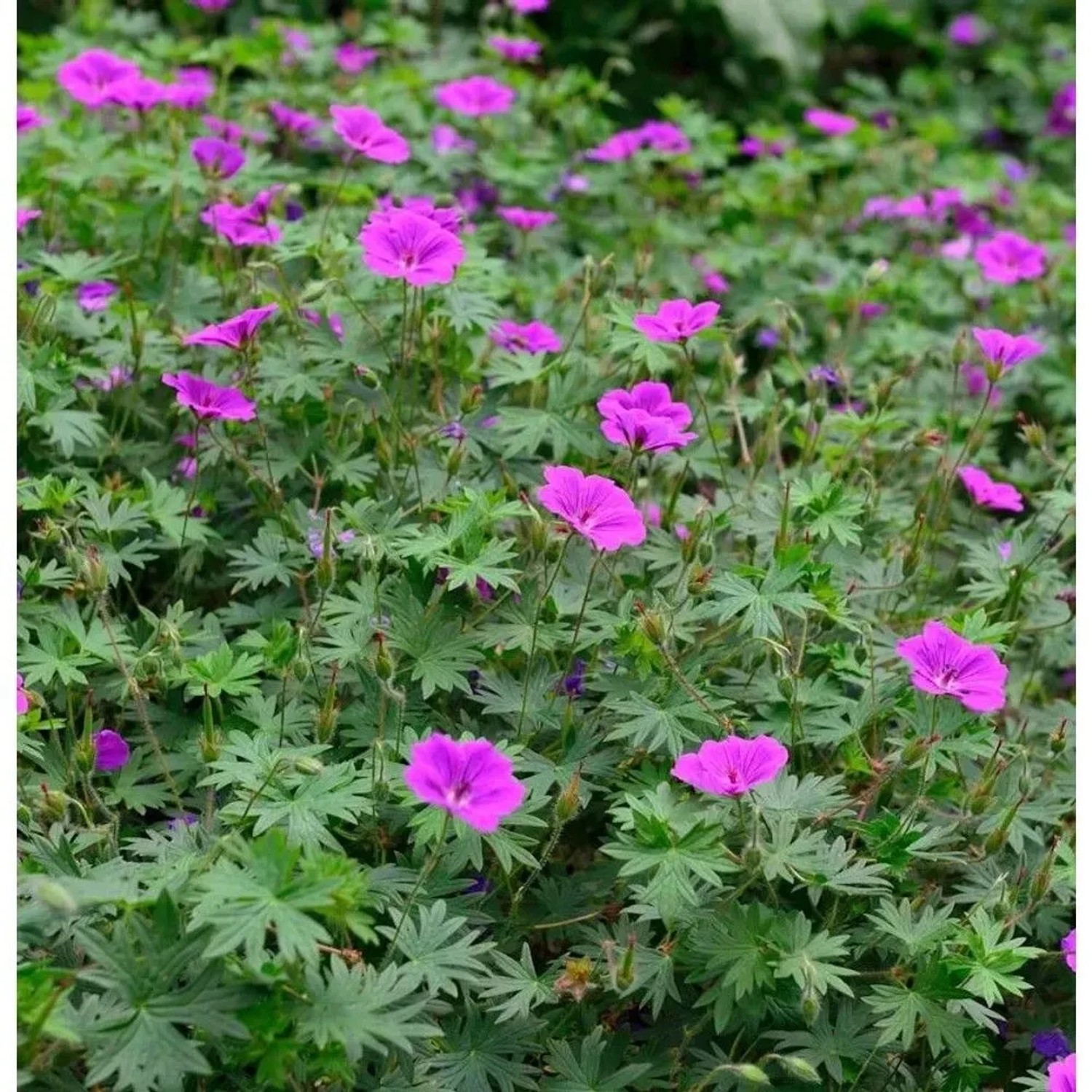 Storchenschnabel Laurence Flatman - Geranium cinereum