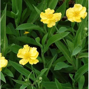Gelbe Sumpf-Hahnenfuß Staude (Ranunculus lingua) mit grünen Blättern.