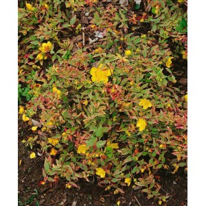 Johanniskraut Hypericum Moserianum mit gelben Blüten und grünen Blättern.