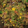 Johanniskraut Hypericum Moserianum mit gelben Blüten und grünen Blättern.