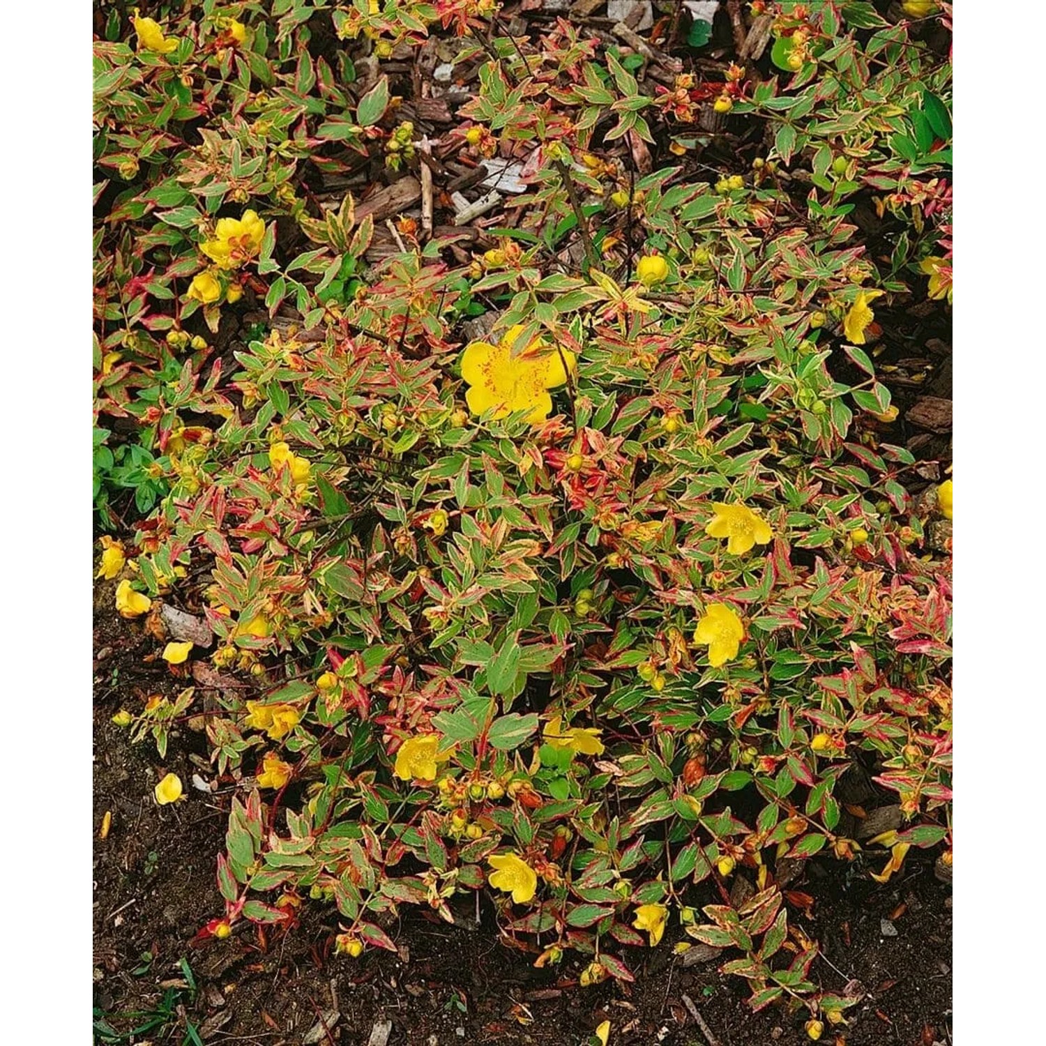 Johanniskraut Hypericum Moserianum mit gelben Blüten und grünen Blättern.