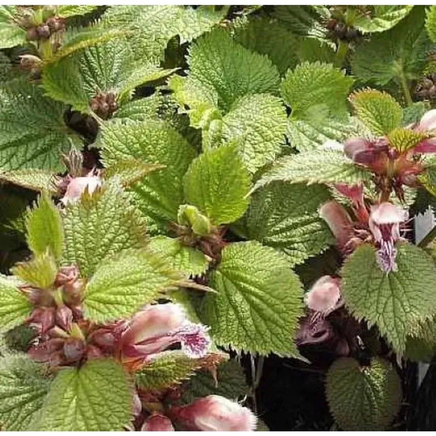 Große Waldnessel - Lamium orvala