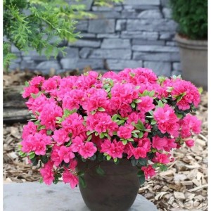 Japanische Azalee Canzonetta 25-30cm - Rhododendron obtusum - Zwerg Alpenrose