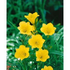 Gelbe Taglilie 'Bitsy' (Hemerocallis) im 11x11 cm Topf. Kompakte Staude mit leuchtenden Blüten.