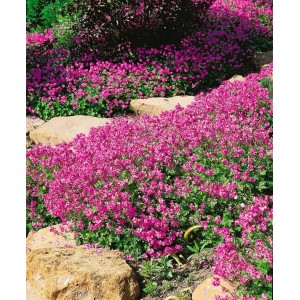 Blühender Cambridge Storchschnabel (Geranium) mit rosa Blüten als Bodendecker im Garten.