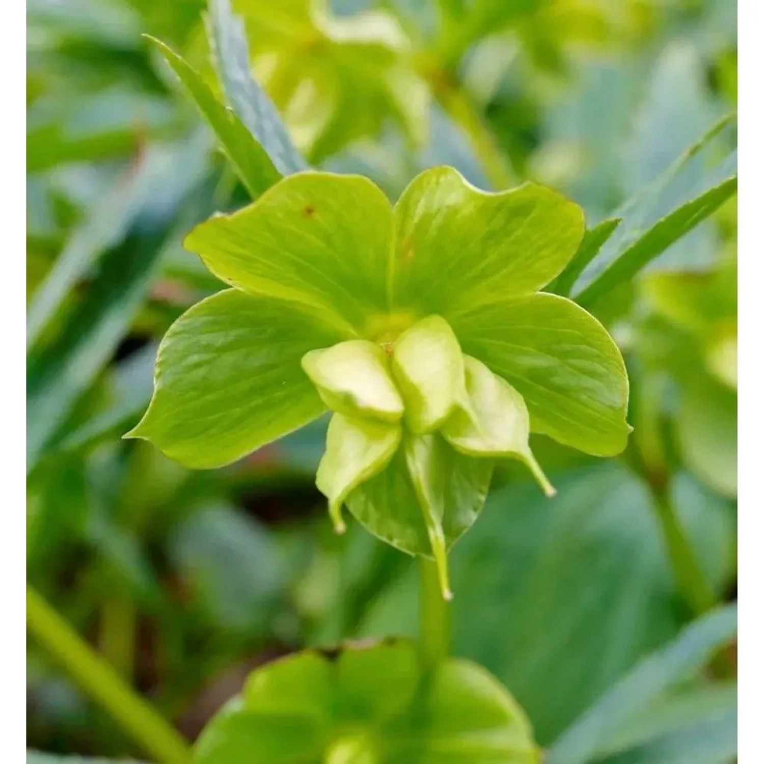 Korsika Nieswurz - Helleborus,ividus