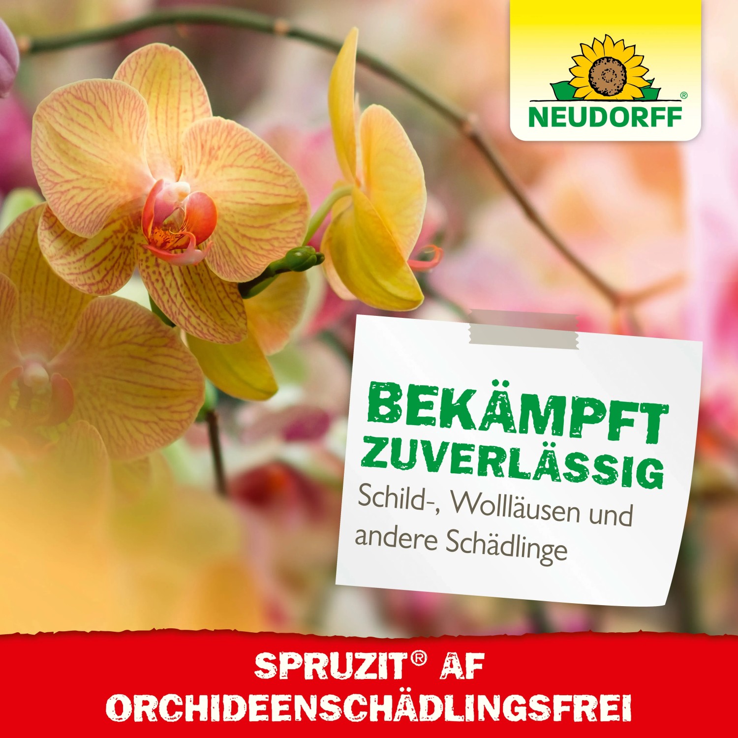 Neudorff Spruzit AF Orchideen Schädlingsfrei: Spray zur Schädlingsbekämpfung an Orchideen.