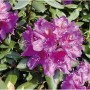 Großblumige Rhododendron 'Lee´s Dark Purple' mit leuchtend violetten Blüten und grünen Blättern. Ideal für den Garten.