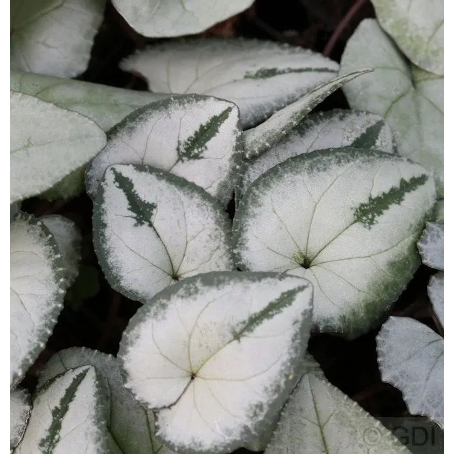 Frühlings Alpenveilchen Silber Leaf - Cyclamen coum