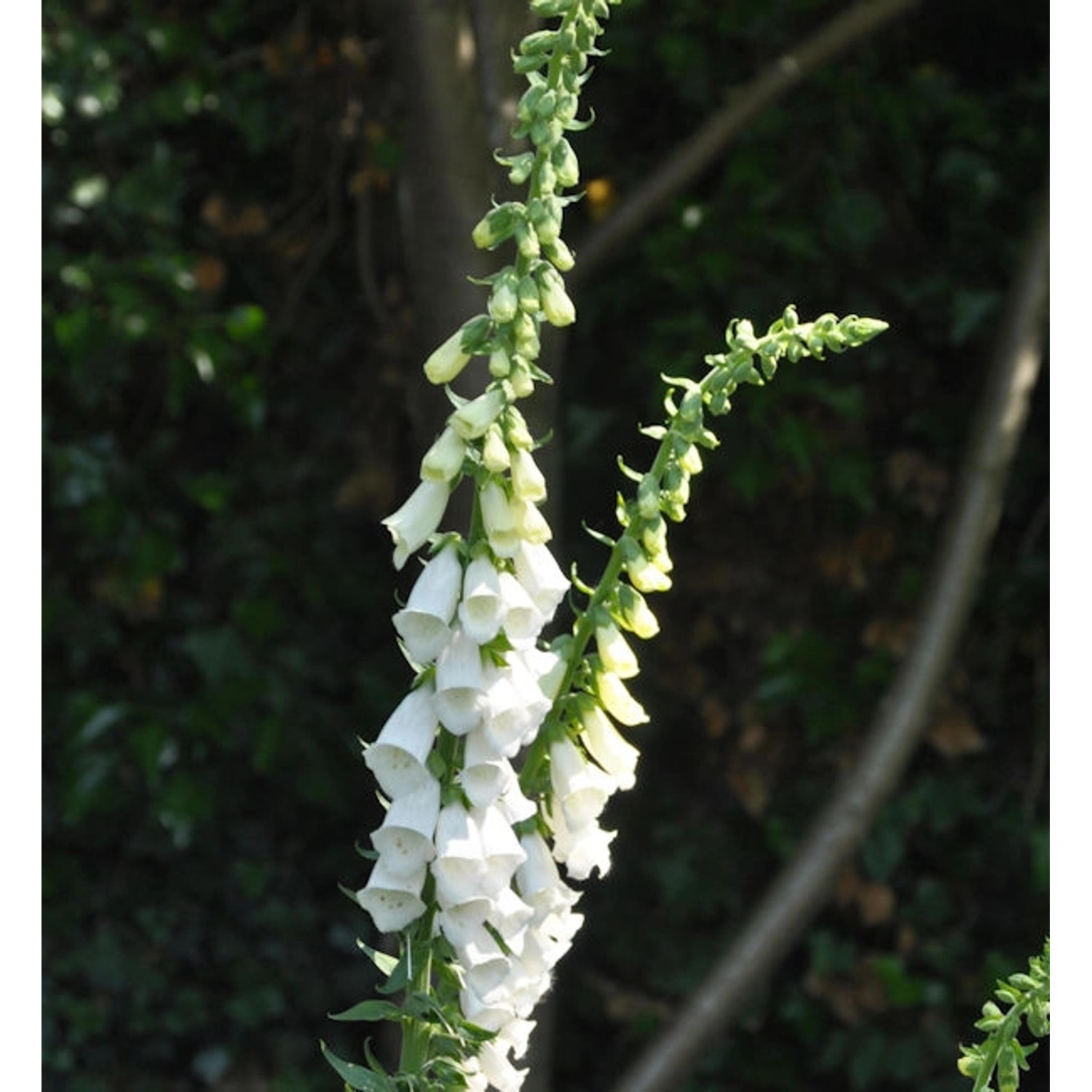 Fingerhut Snow Thimble - Digitalis purpurea günstig online kaufen