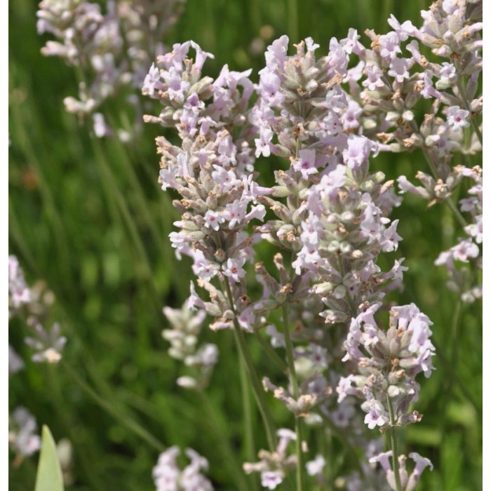 Lavendel kaufen bei OBI