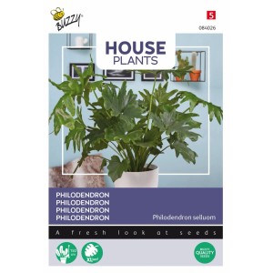 Philodendron selloum Buzzy House Plants Samen Ca. 20 Samen Für Innenbereich