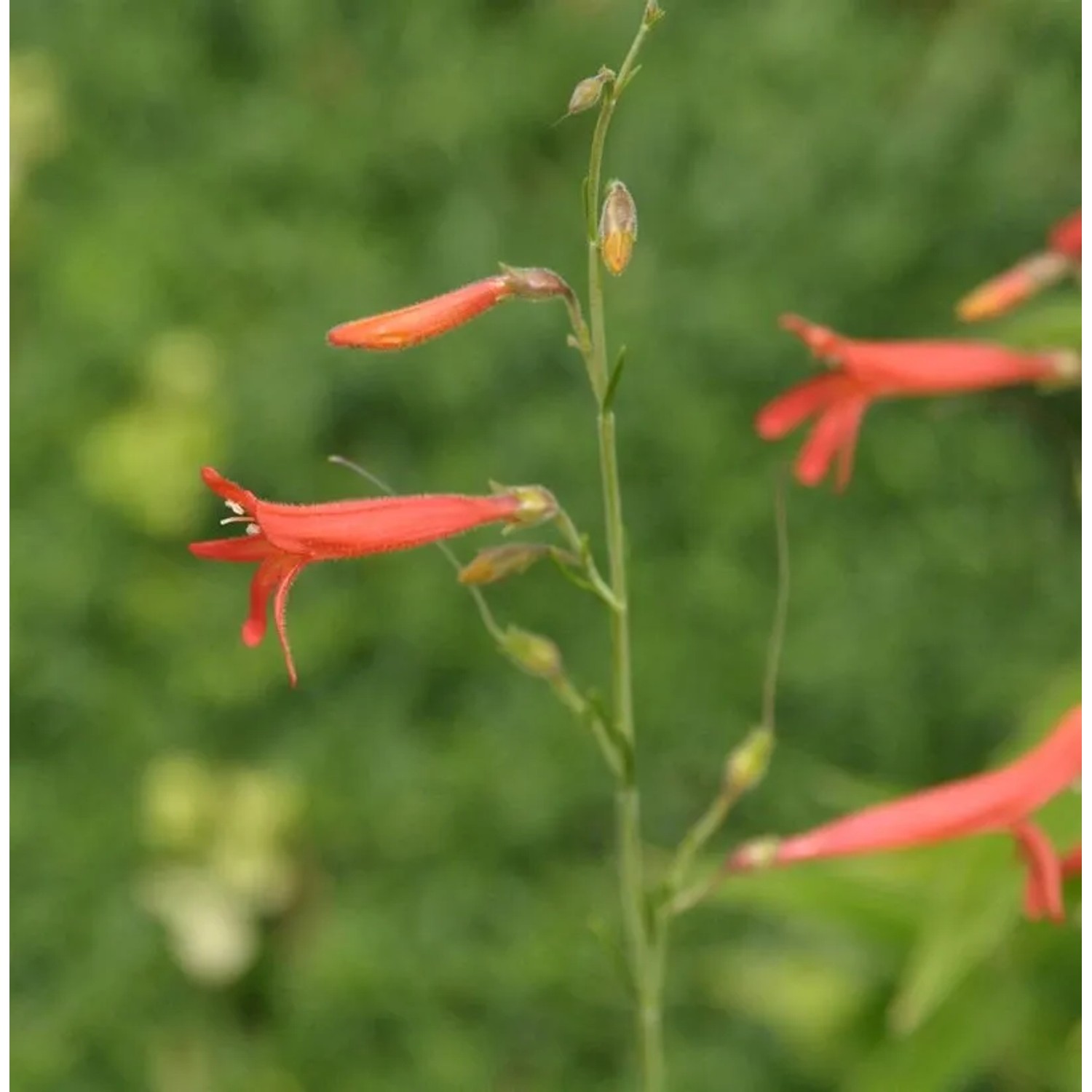 Kiefernblättriger Bartfaden - Penstemon pinifolius