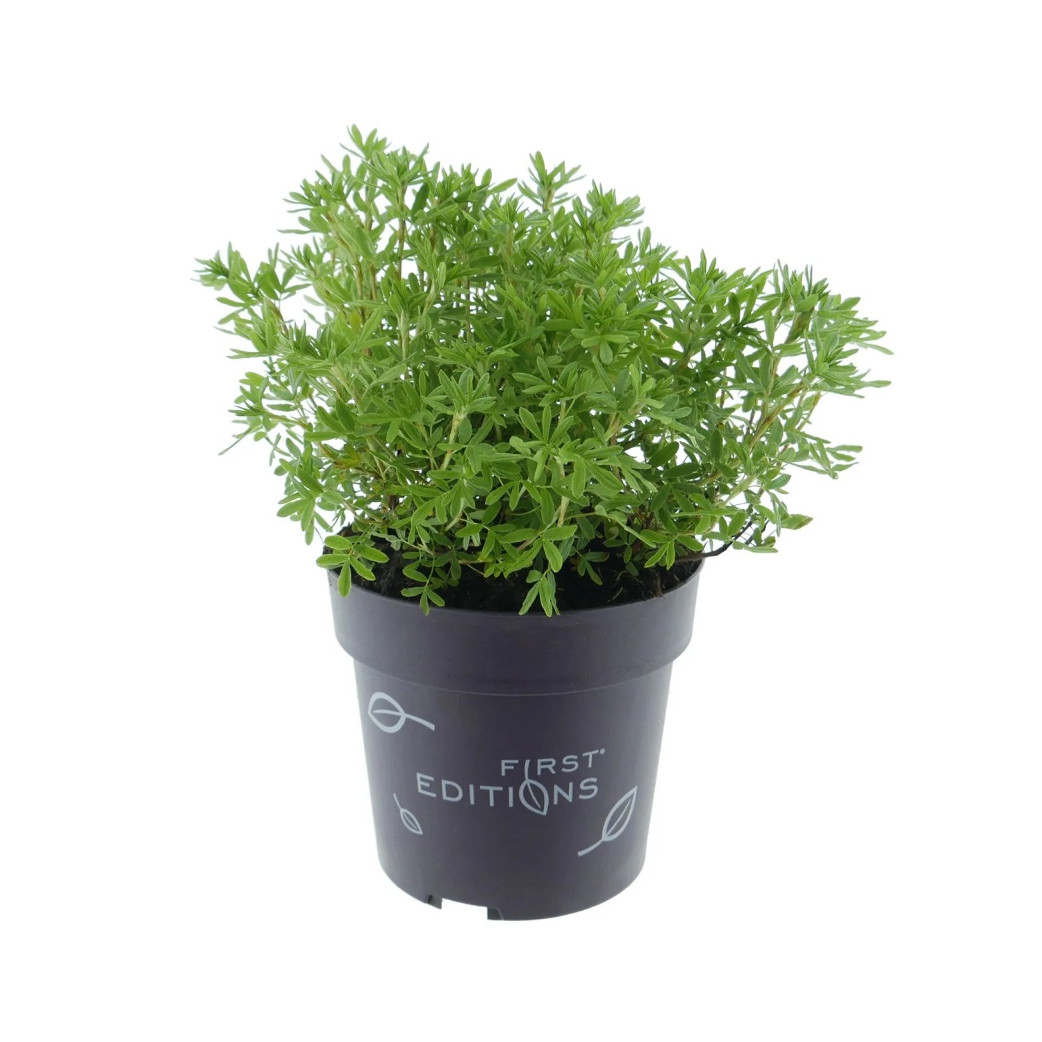 Fingerstrauch Marmalade Orange Höhe 30 - 40 cm Topf 3,5, Potentilla fruticosa