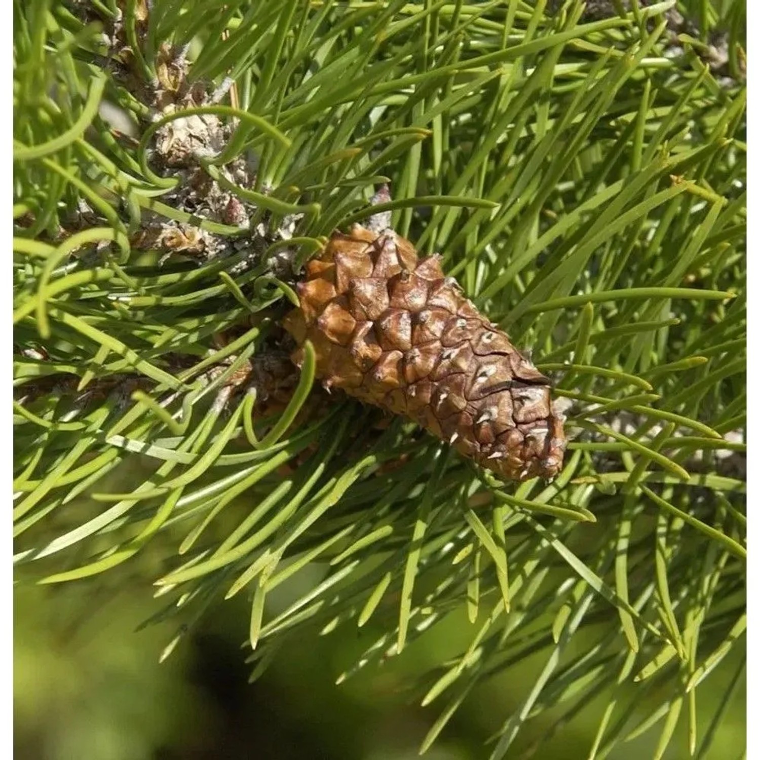Drehkiefer 60-80cm - Pinus contorta