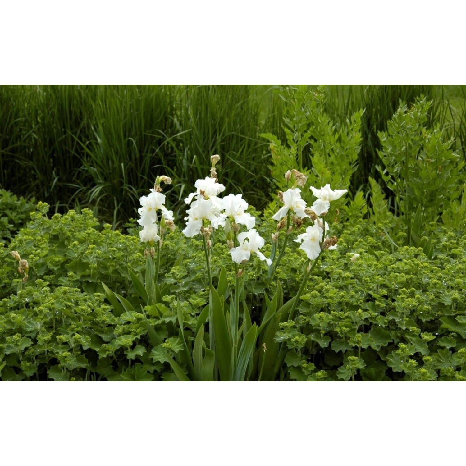 Iris X Barb.-Elat.'Cliffs Of Dover' Schwertlilie Ca. 11x11 cm Topf günstig online kaufen