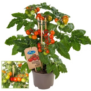 Exotenherz Kirschtomate 'Cherry Tomato Red' im 14cm Topf mit vielen roten und grünen Früchten.