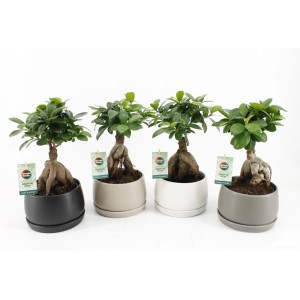 Bonsai Ficus Ginseng im Keramiktopf in verschiedenen Farben, Topf ca. 16cm Durchmesser.