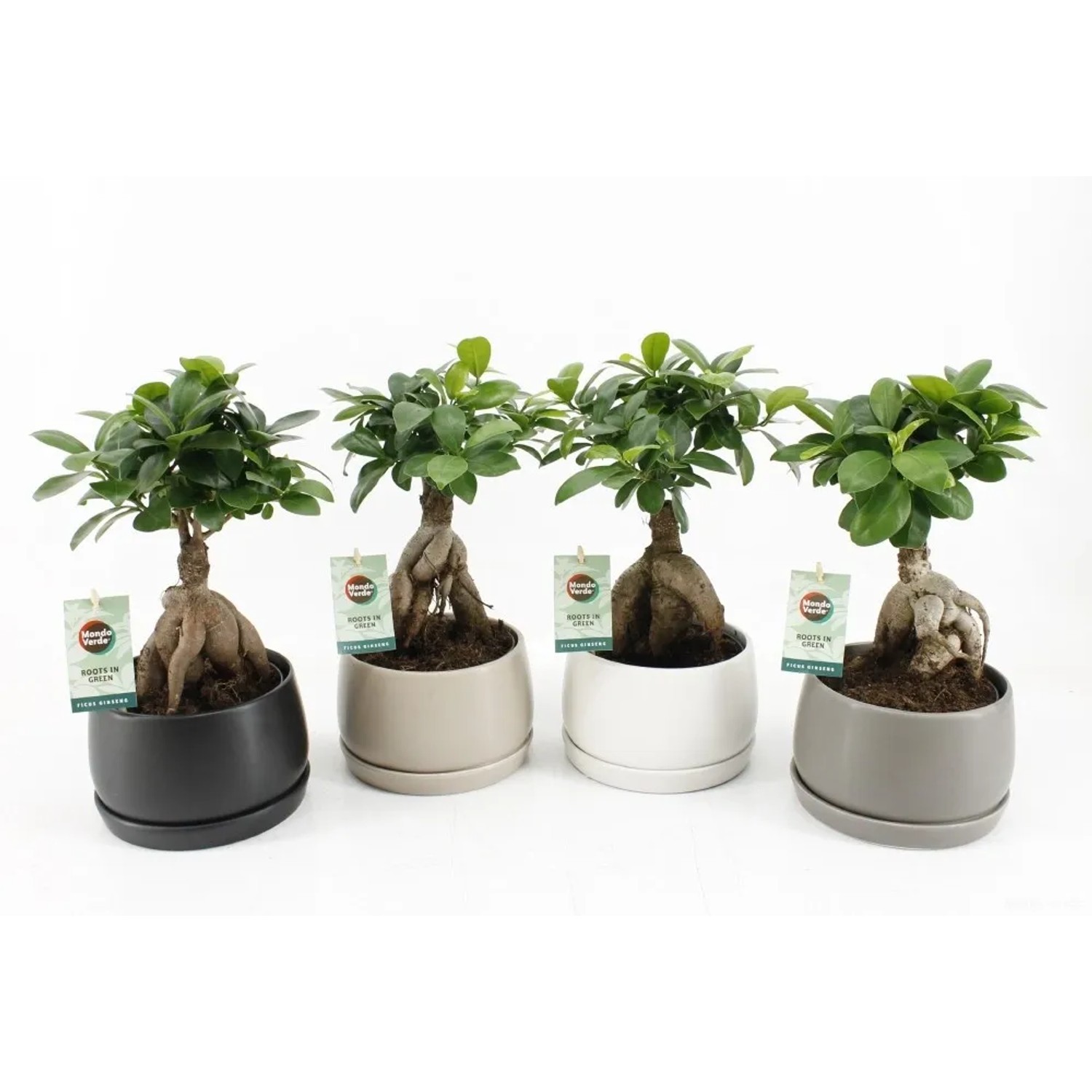 Ficus Ginseng kaufen bei OBI
