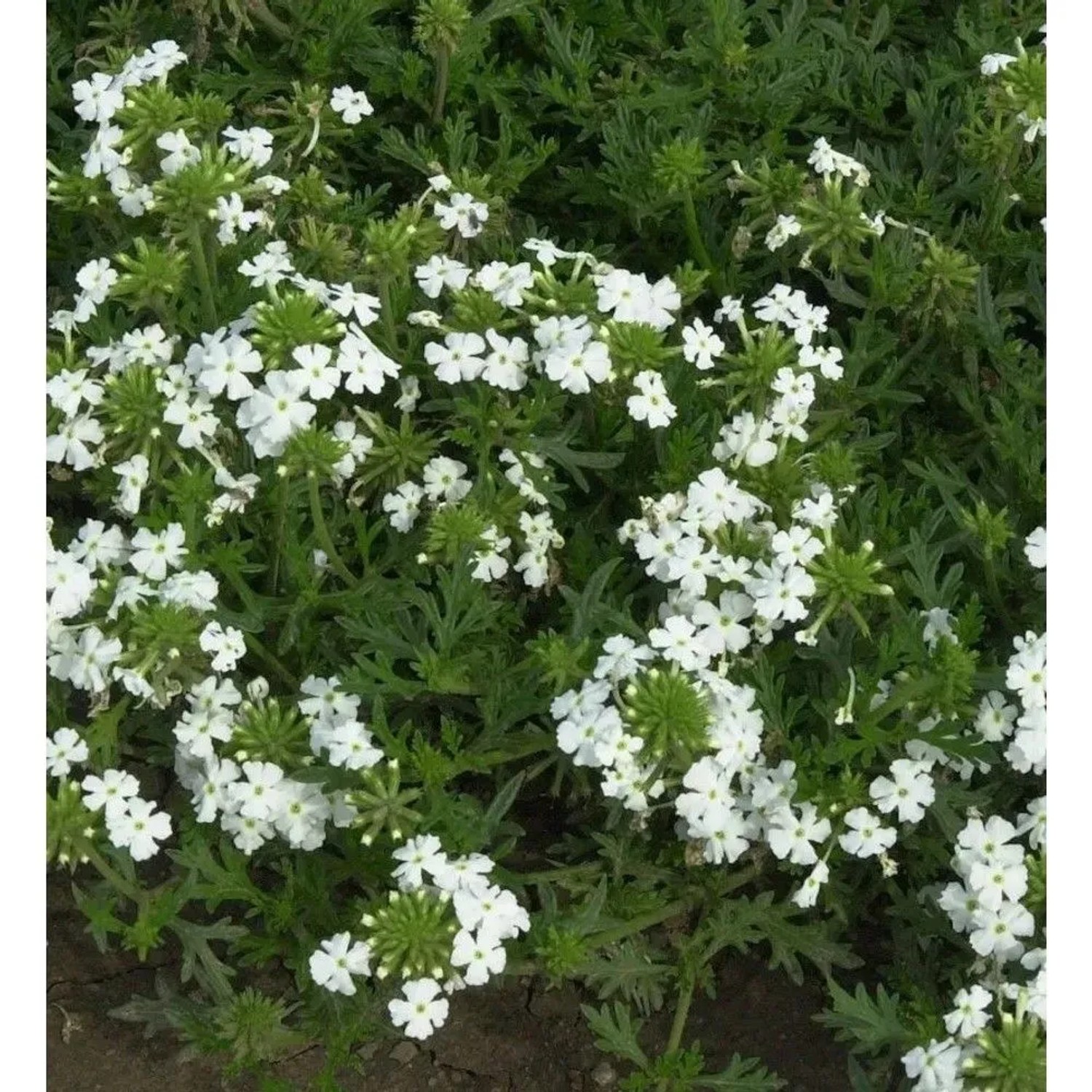 Eisenkraut White Spires - Verbena hastata