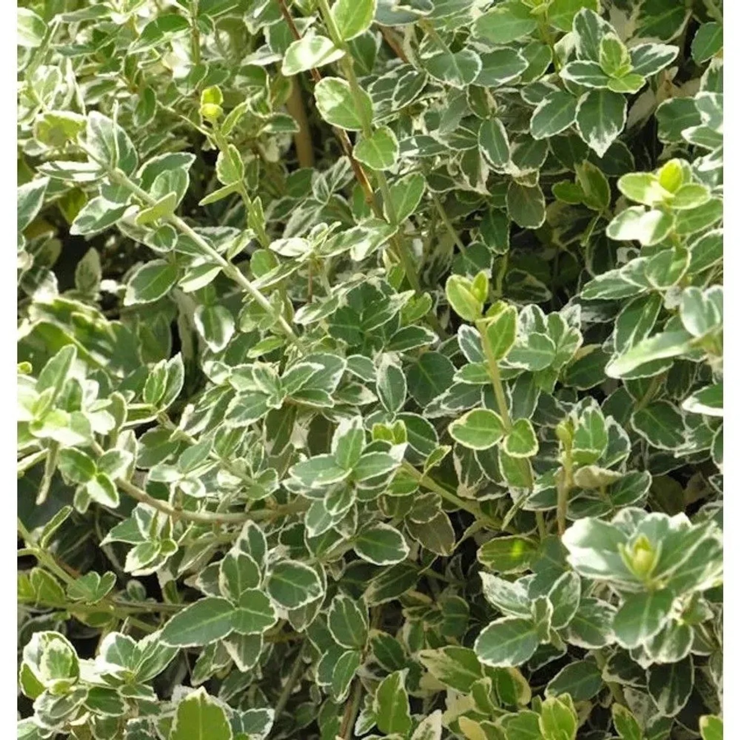 Weißbunte Kriechspindel Emerald Gaiety 30-40cm - Euonymus fortunei