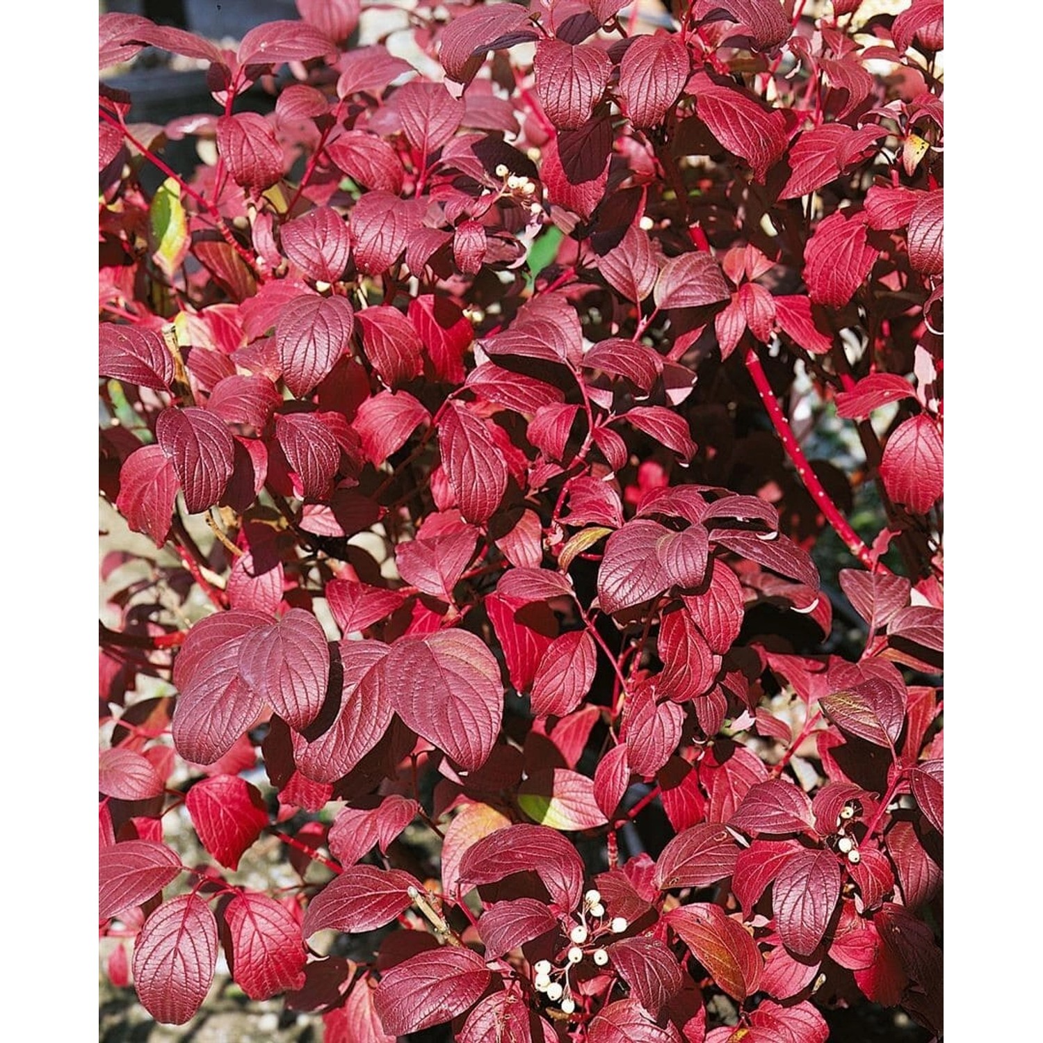 Cornus Alba Baton Rouge Hartriegel Leuchtend Rot 60–100 cm günstig online kaufen