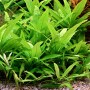 Dennerle Hygrophila Corymbosa Stricta, Aquariumpflanze mit hellgrünen Blättern im Aquarium.