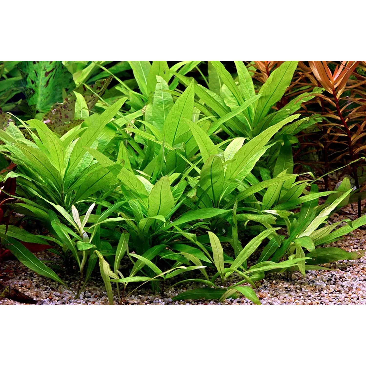 Dennerle Hygrophila Corymbosa Stricta, Aquariumpflanze mit hellgrünen Blättern im Aquarium.