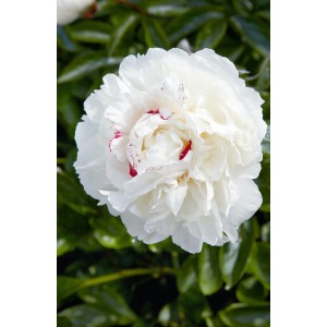 Nahaufnahme einer weißen Pfingstrose 'Avalanche' im 2-3 Liter Container. Blühende Zimmerpflanze mit zarten Blütenblättern.