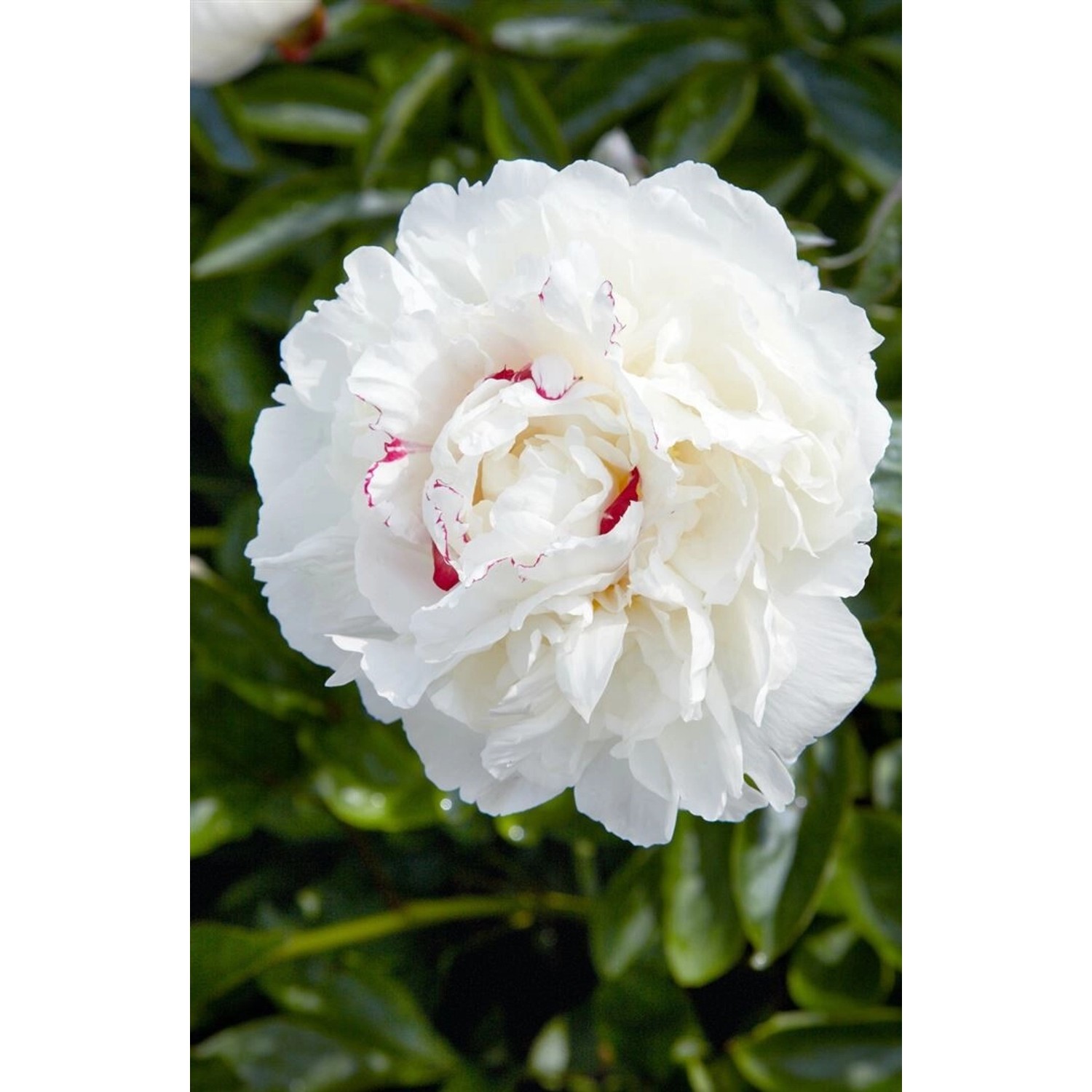 Paeonia Lactiflora Pfingstrose Avalanche 2-3 Liter Container günstig online kaufen
