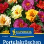 Kiepenkerl Portulakröschen 'Gefüllte Mischung' Blumensamen mit bunten, gefüllten Blüten.