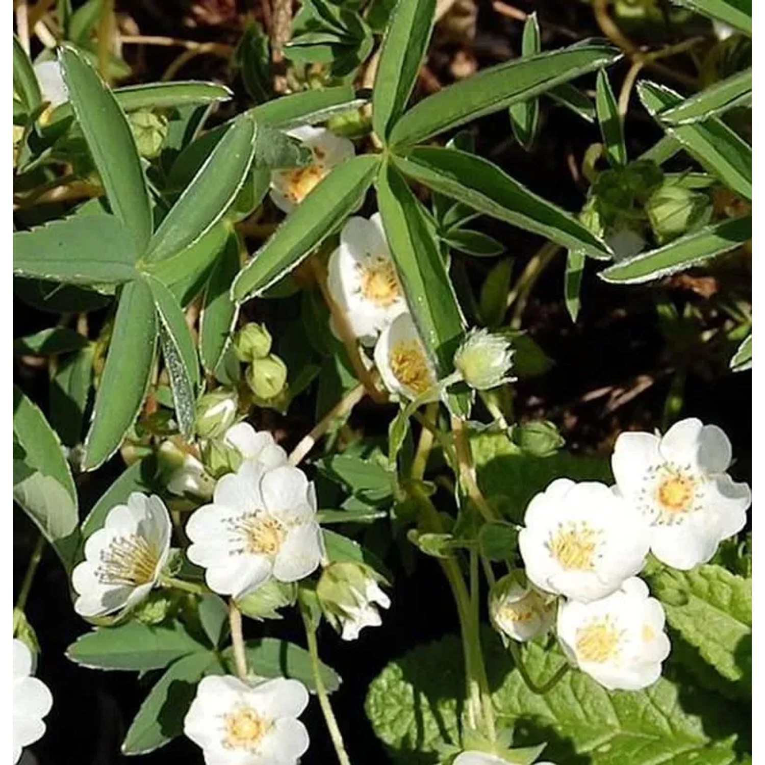 Weißes Fingerkraut - Potentilla alba