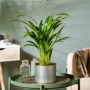 Goldfruchtpalme (Areca) im Topf, Höhe 60-80 cm, als Zimmerpflanze auf Tisch.