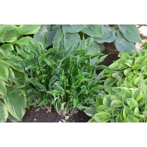 Funkie 'Praying Hands' im 11x11 cm Topf. Aufrecht wachsende, schmale, dunkelgrüne Blätter mit goldenem Rand.