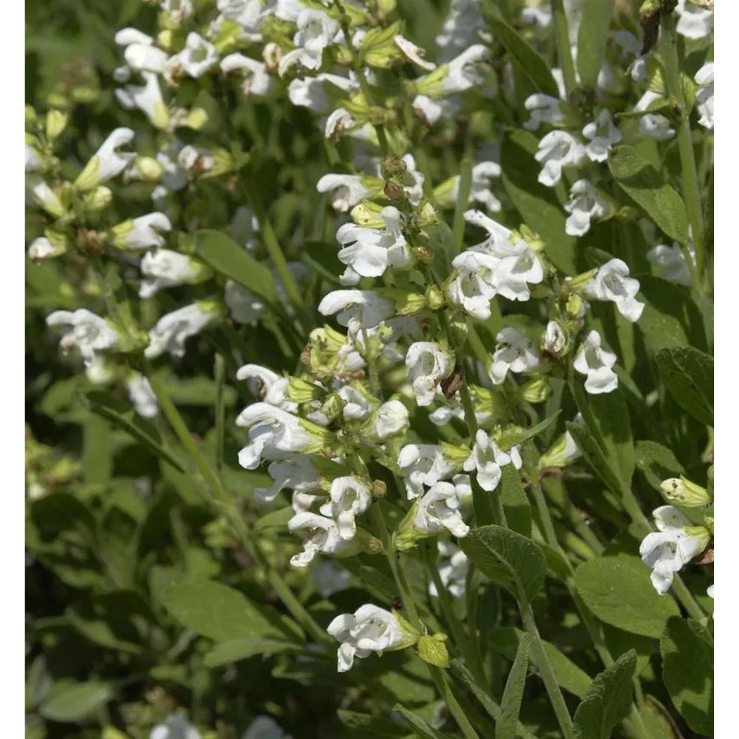 Echter Salbei Albiflora - Salvia officinalis