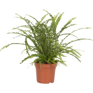 Schwertfarn Duffy im Topf, grüne Zimmerpflanze für halbschattige Standorte.