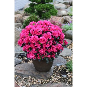 Japanische Azalee Canzonetta III im Topf mit leuchtend pinkfarbenen Blüten.