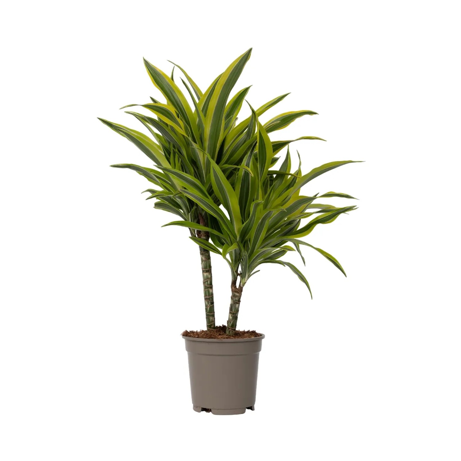 Plant In A Box Drachenbaum  Dracaena Deremensis 'Lemon Lime' Höhe 60cm Ø17 Grün