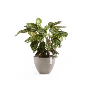 Ecopots Pflanztopf Antwerp, braungrauer Topf (30 cm) mit Pflanze.