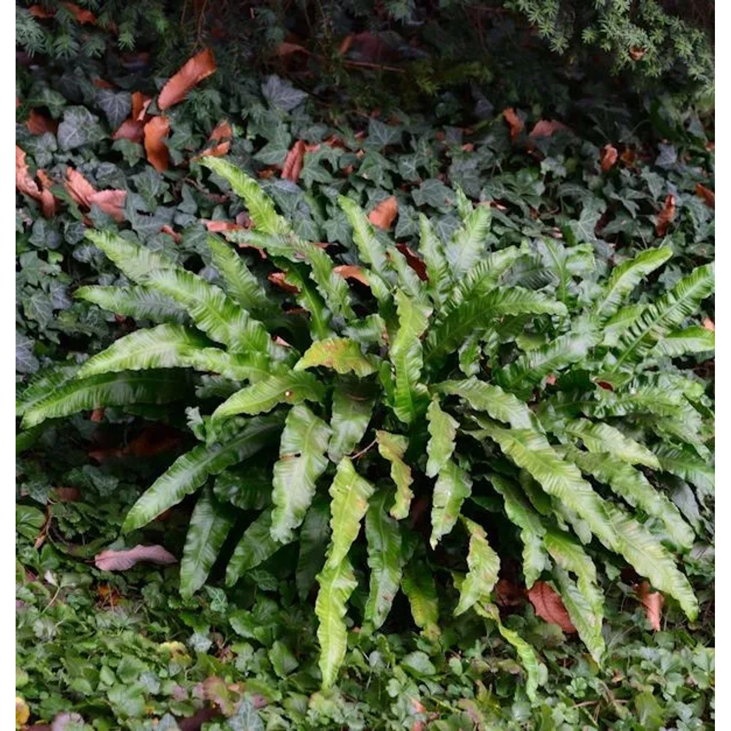 Hirschzungenfarn - großer Topf - Asplenium scolopendrium