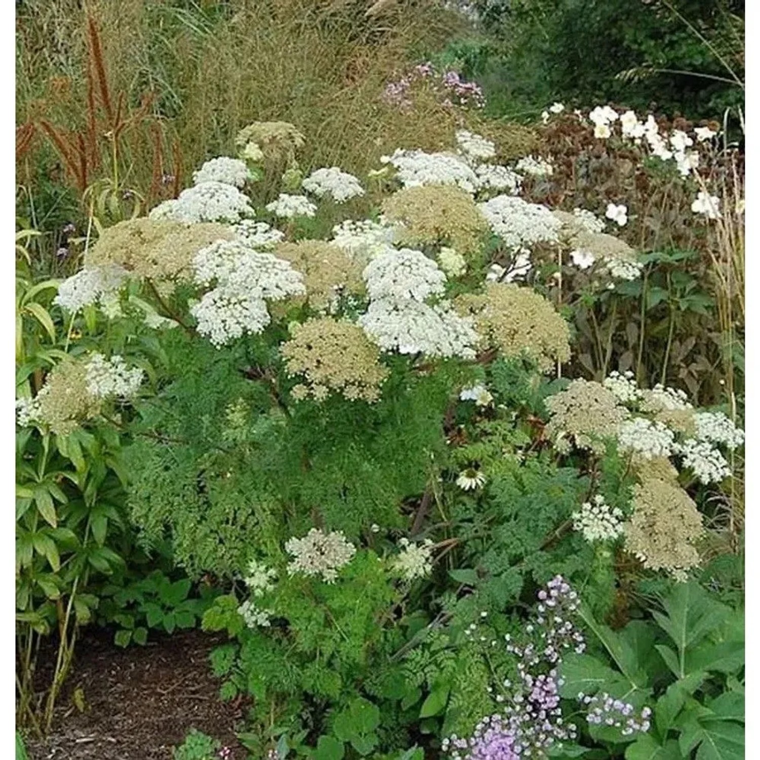 Silge - Selinum wallichianum